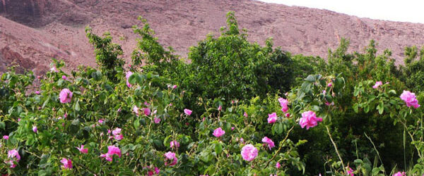 Moroccan organic roses