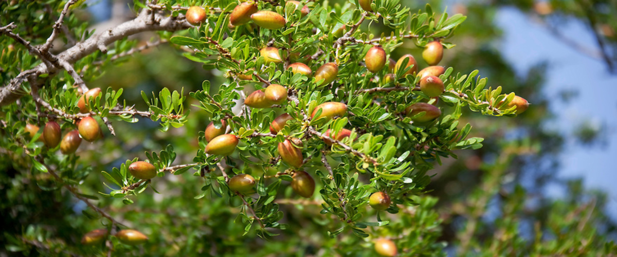 Argan Tree with Fruit